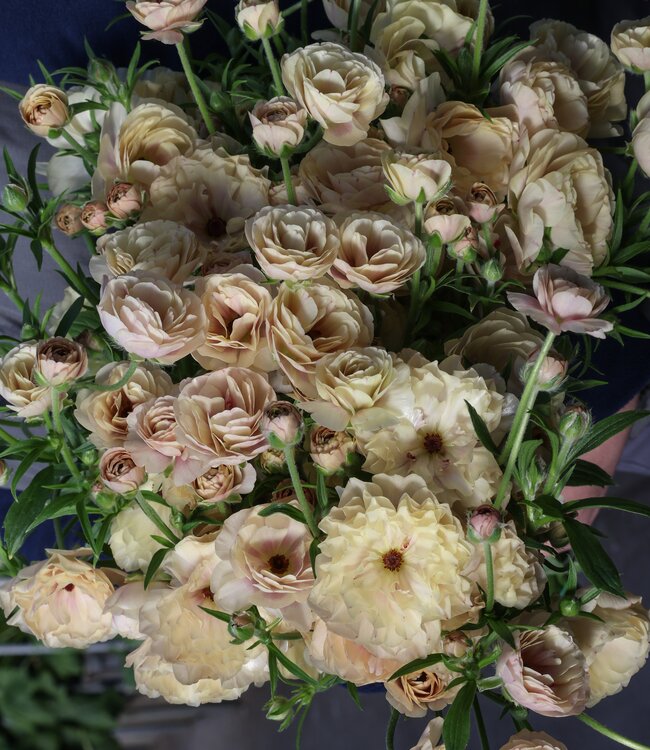 Ranunculus Moderna® Cappuccino
