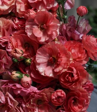 Ranunculus Moderna® Epoque