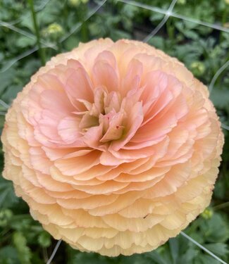 Ranunculus Cloni Succes® Touareg