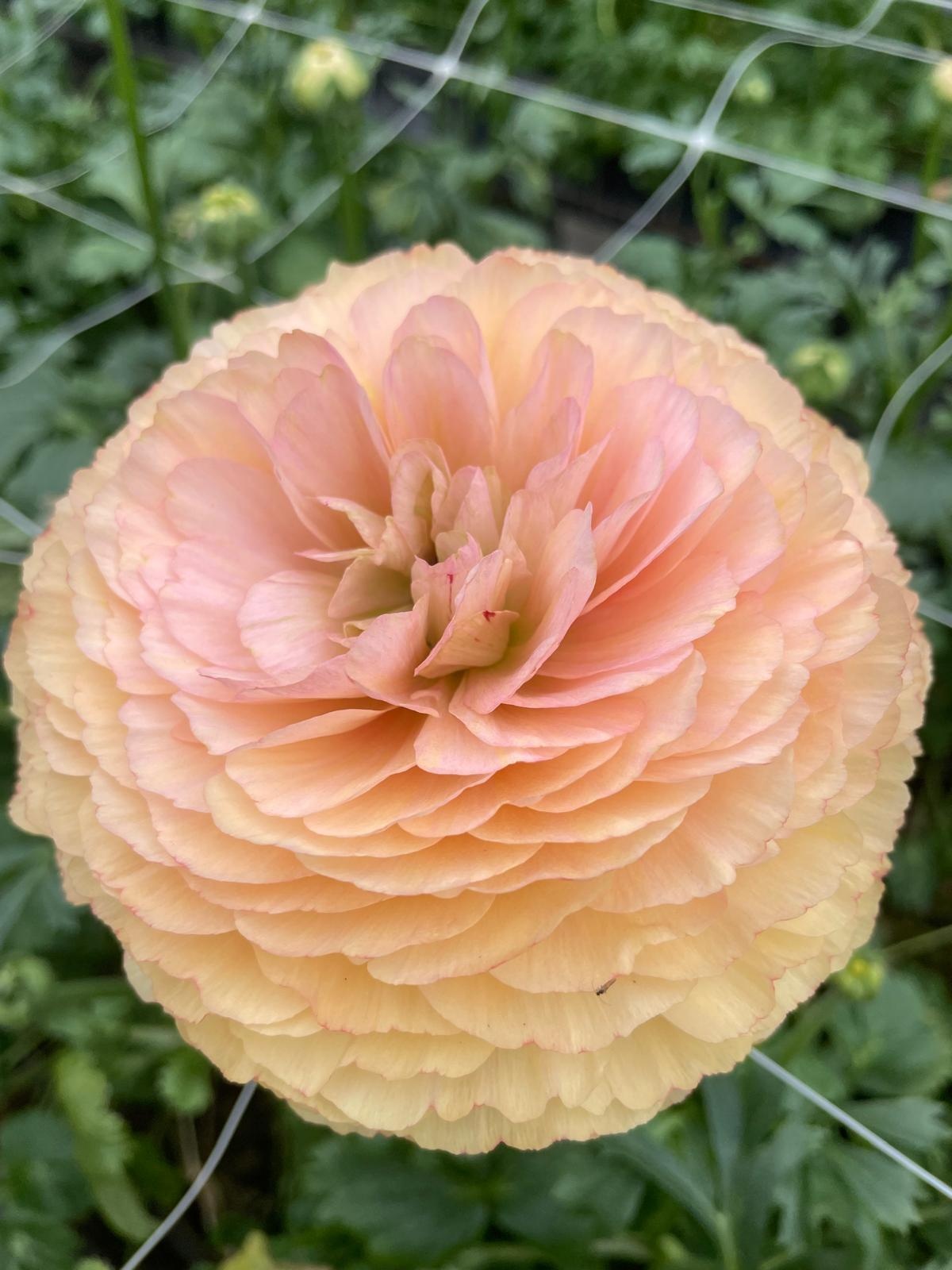 Ranunculus Cloni Succes® Touareg - exclusief en prachtig! - Tulip Store