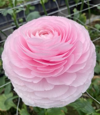 Ranunculus Cloni Succes® Lady