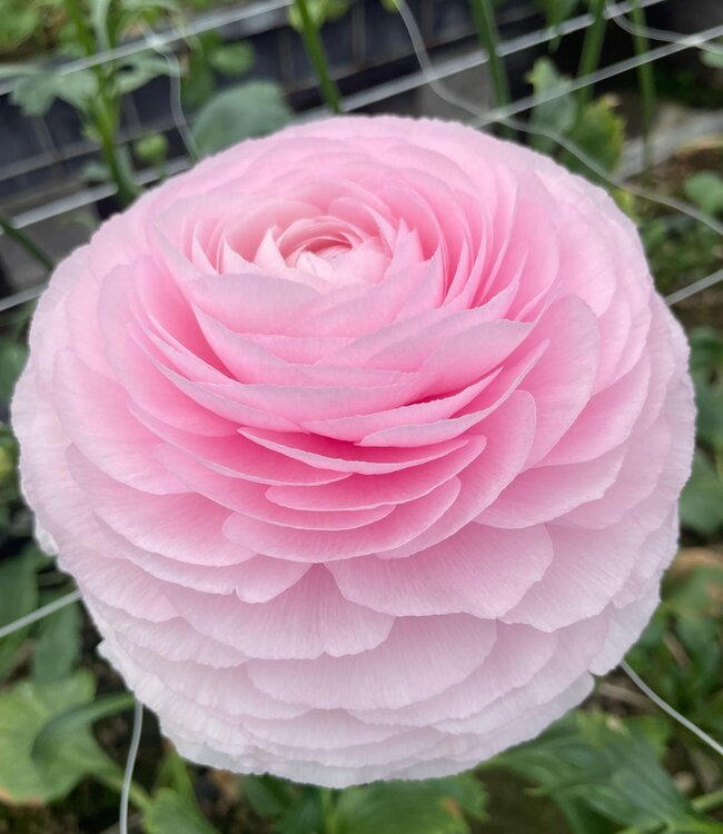 Ranunculus Cloni Succes® Lady