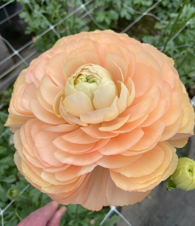 Ranunculus Cloni Succes® Grand Pastel