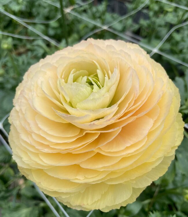 Ranunculus Cloni Succes® Touareg