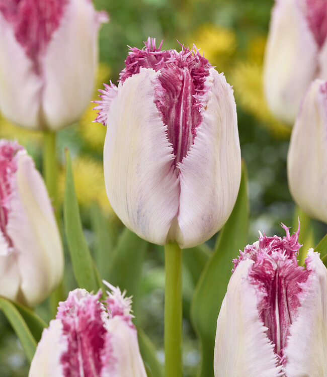 Tulp Eyelash