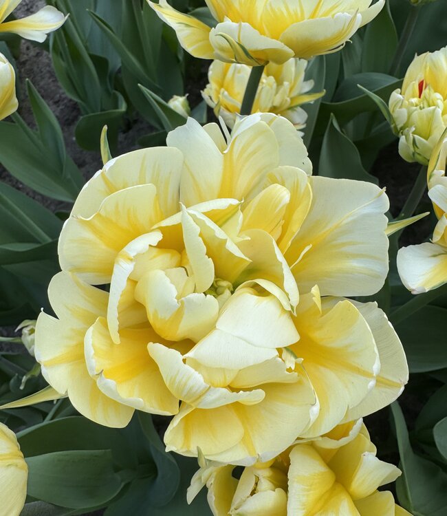 Tulp Sweet Valley