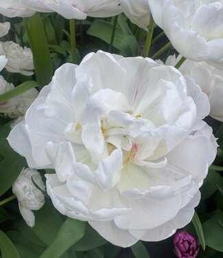 Tulpe Cotton Candy Tulpe Cotton Candy