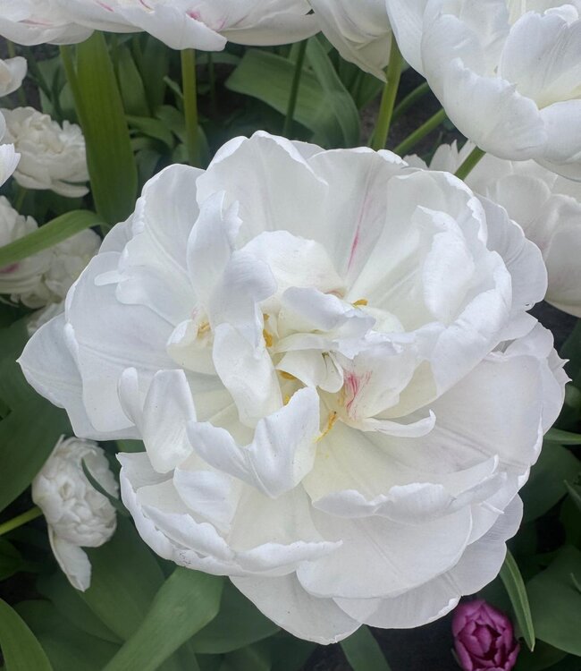 Tulipan Cotton Candy