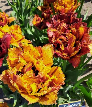 Tulipan Bastia