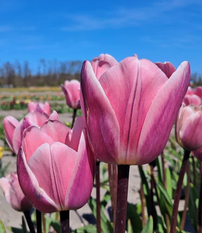 Tulipe Light and Dreamy