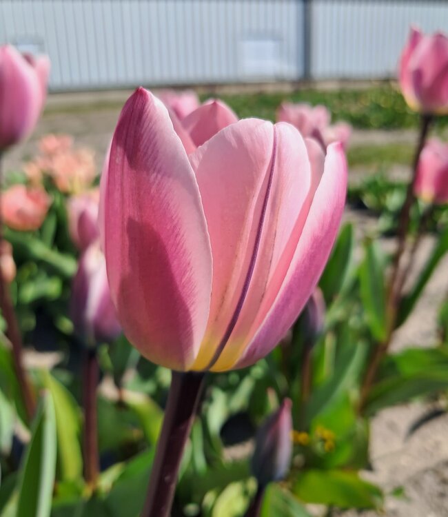 Tulipa Light and Dreamy