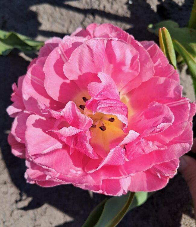 Tulipa Strawberry Cream