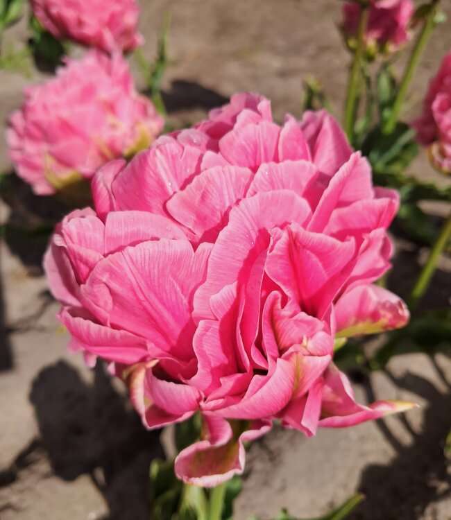 Tulipa Strawberry Cream