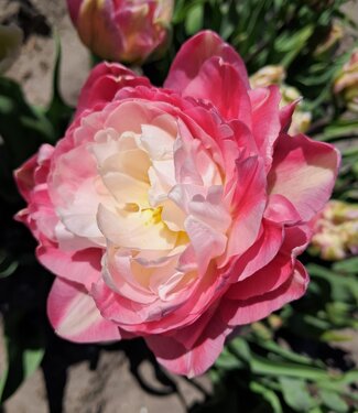 Tulipe Double Sugar