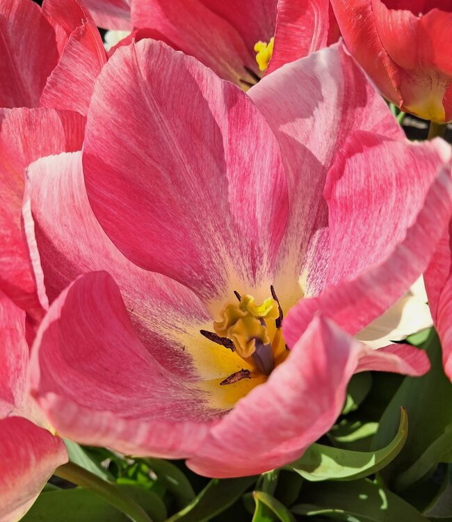 Tulipa Flaming Purissima