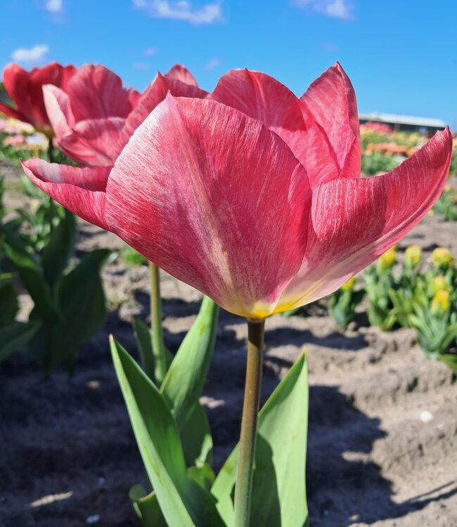 Tulipa Flaming Purissima