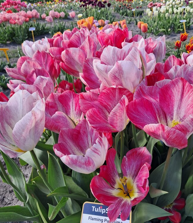 Tulipa Dream Carpet
