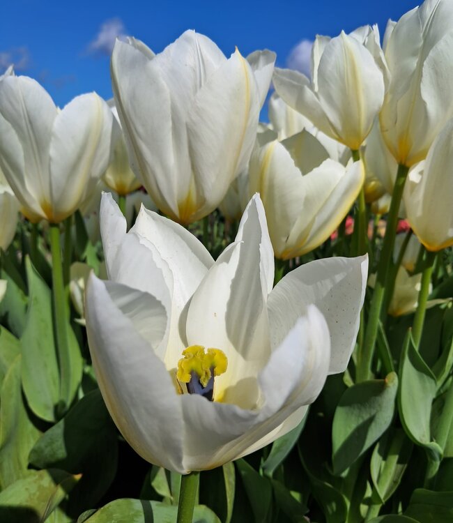 Tulipa Purissima