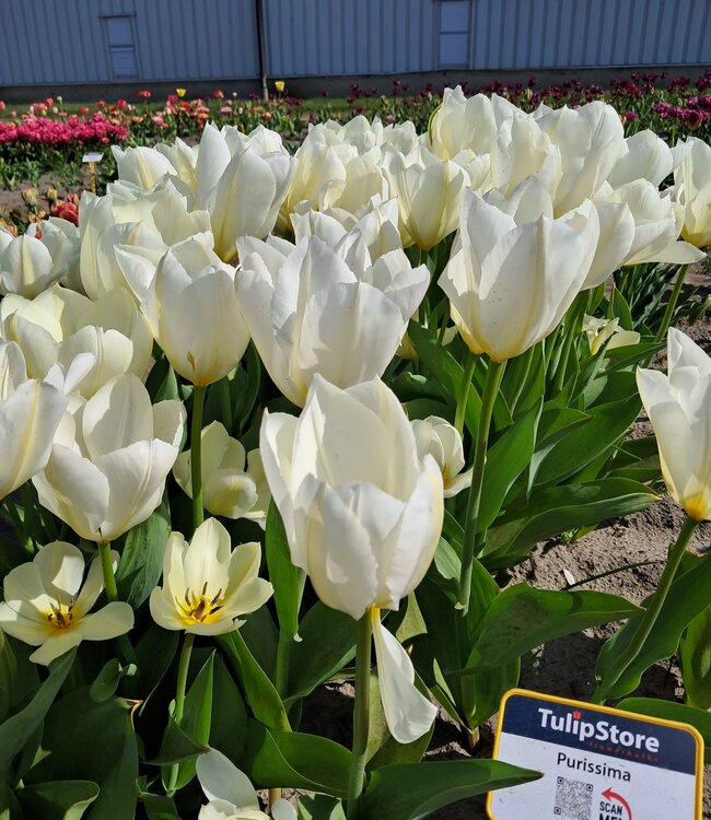 Tulipa Purissima