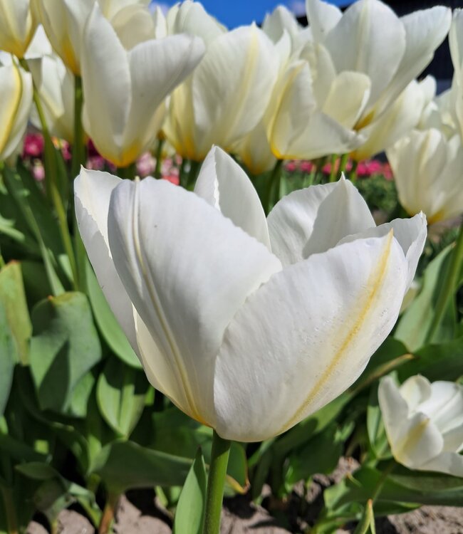 Tulipe Purissima