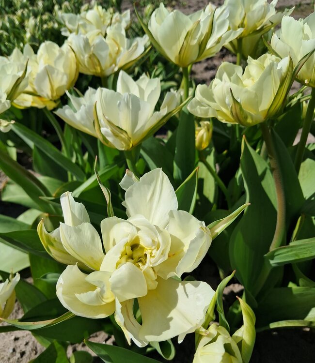 Tulipa Exotic Emperor