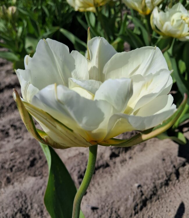 Tulipa Exotic Emperor