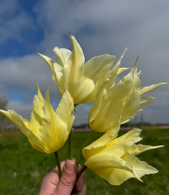 Tulipa Lemon Tree