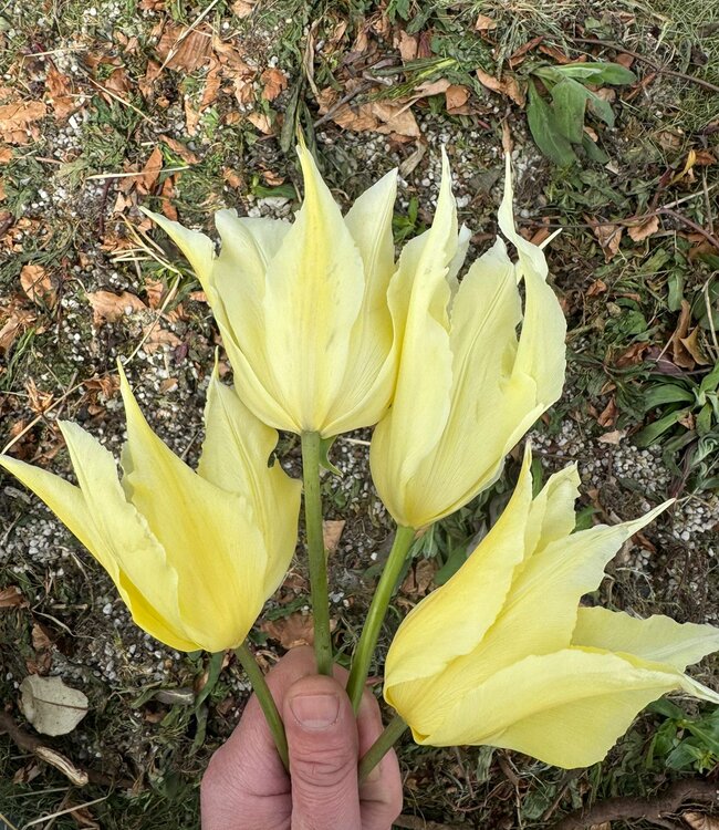 Tulipa Lemon Tree