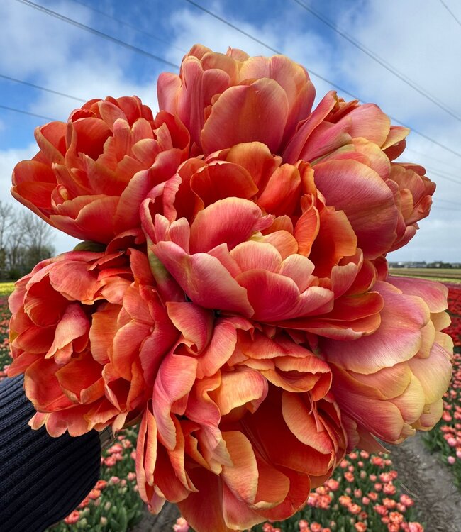 Tulipa Oakheart