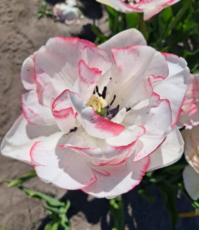 Tulp Wild Romance