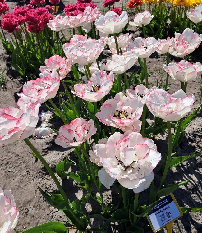 Tulipa Wild Romance
