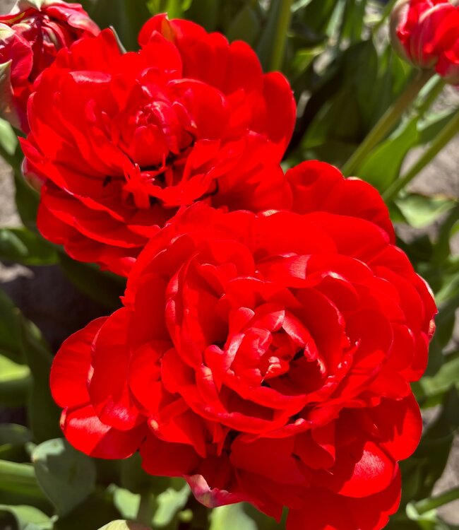 Tulipa  Bombastic Red