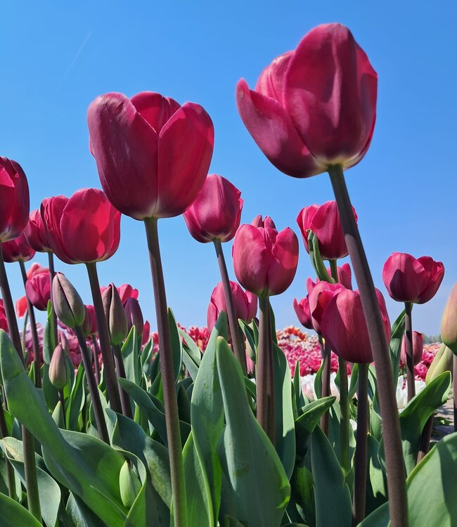 Tulipa Loire