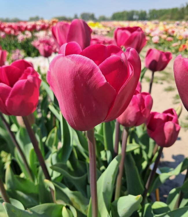 Tulipan Loire