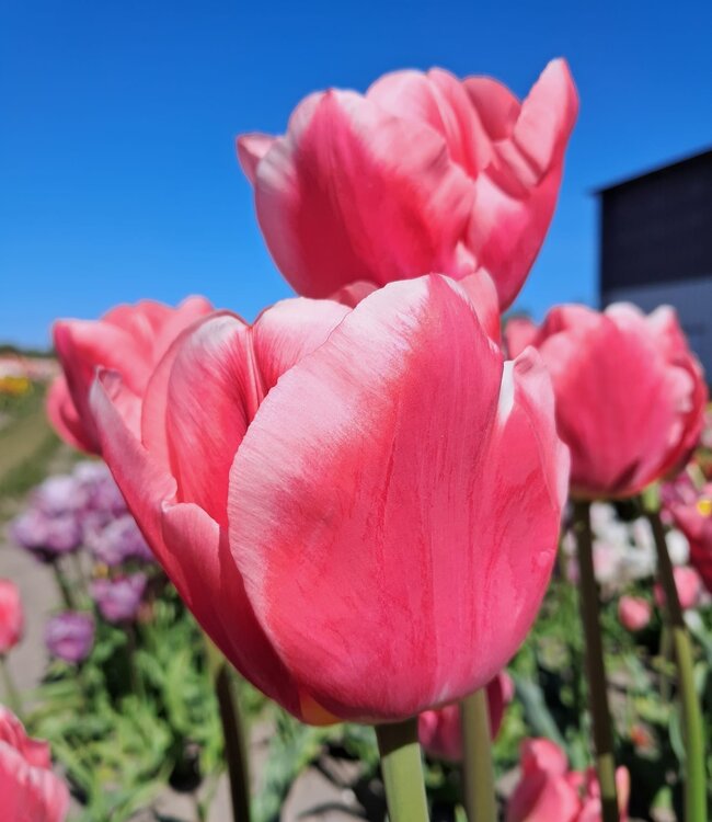 Tulip Roze Loire