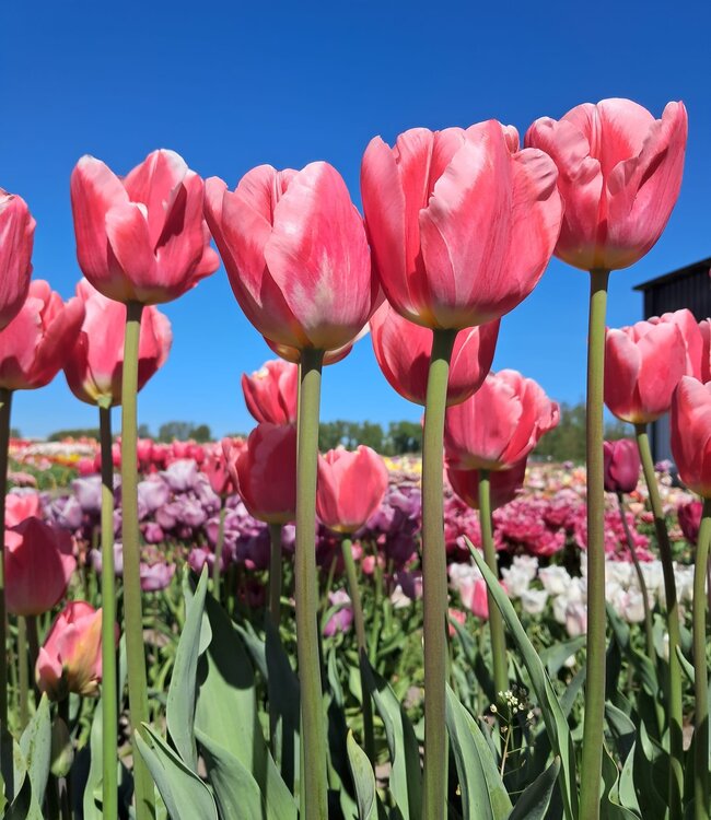 Tulipa Roze Loire