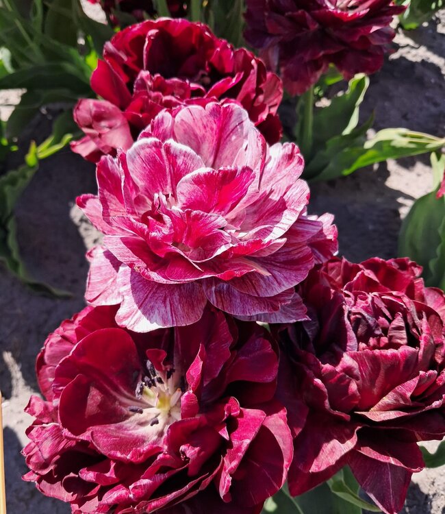 Tulipa Nachtwacht