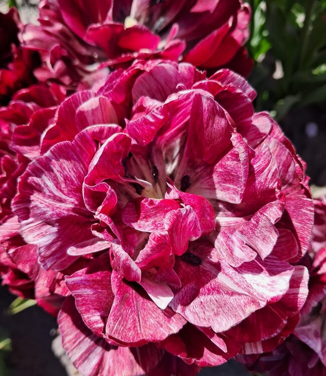 Tulipa Nachtwacht