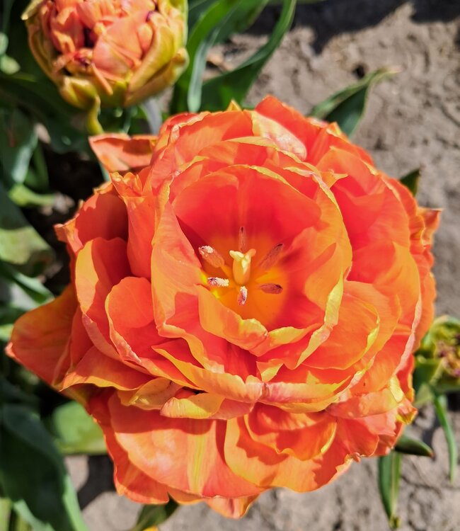 Tulipa Valdivia