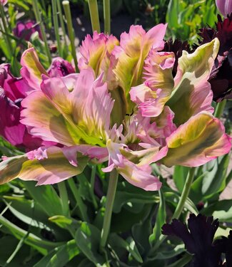 Tulip Green Wave