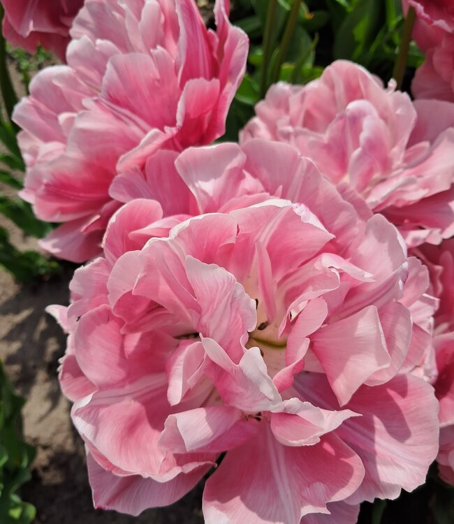 Tulipa Aveyron