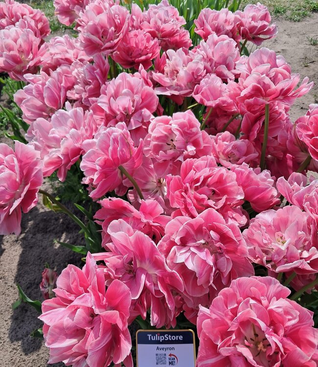Tulipa Aveyron