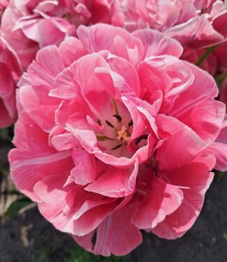 Tulip Aveyron