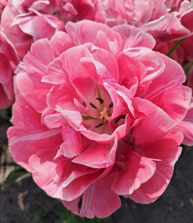 Tulipa Aveyron