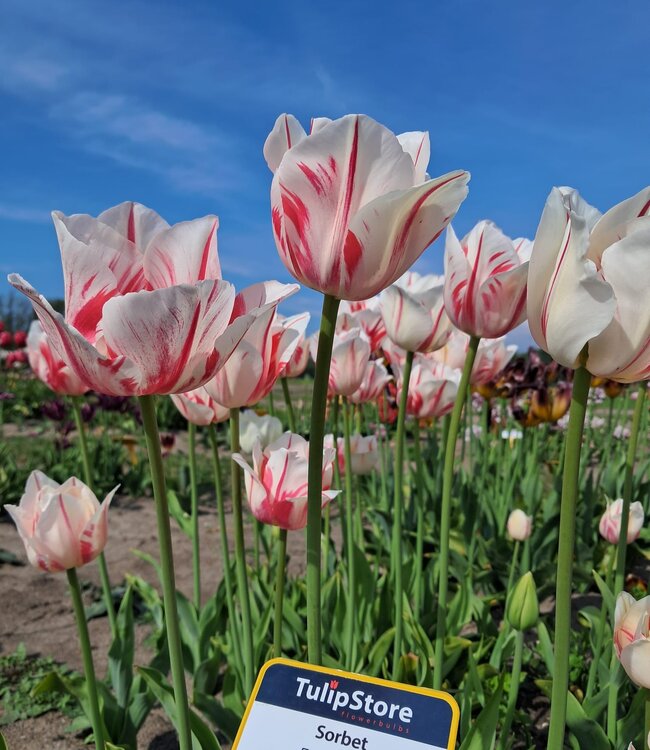 Tulipa Sorbet