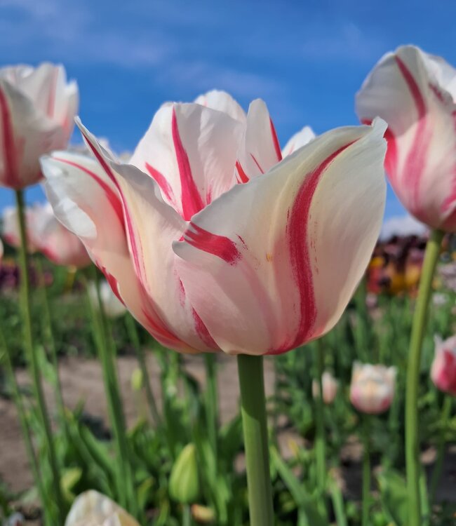 Tulipa Sorbet