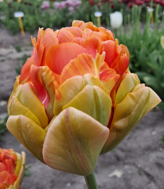 Tulipa Le Lavandou