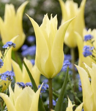 Tulip Lemon Tree