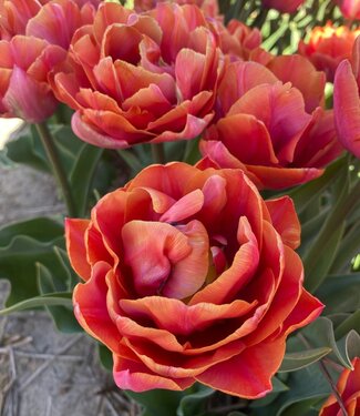 Tulipe Double Mine Tulipe Double Mine