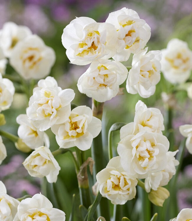 Narcissus Bridal Crown
